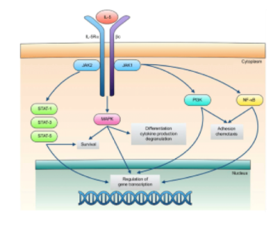 美泊利珠治疗嗜酸性肉芽肿性多血管炎|复发率降低50%！